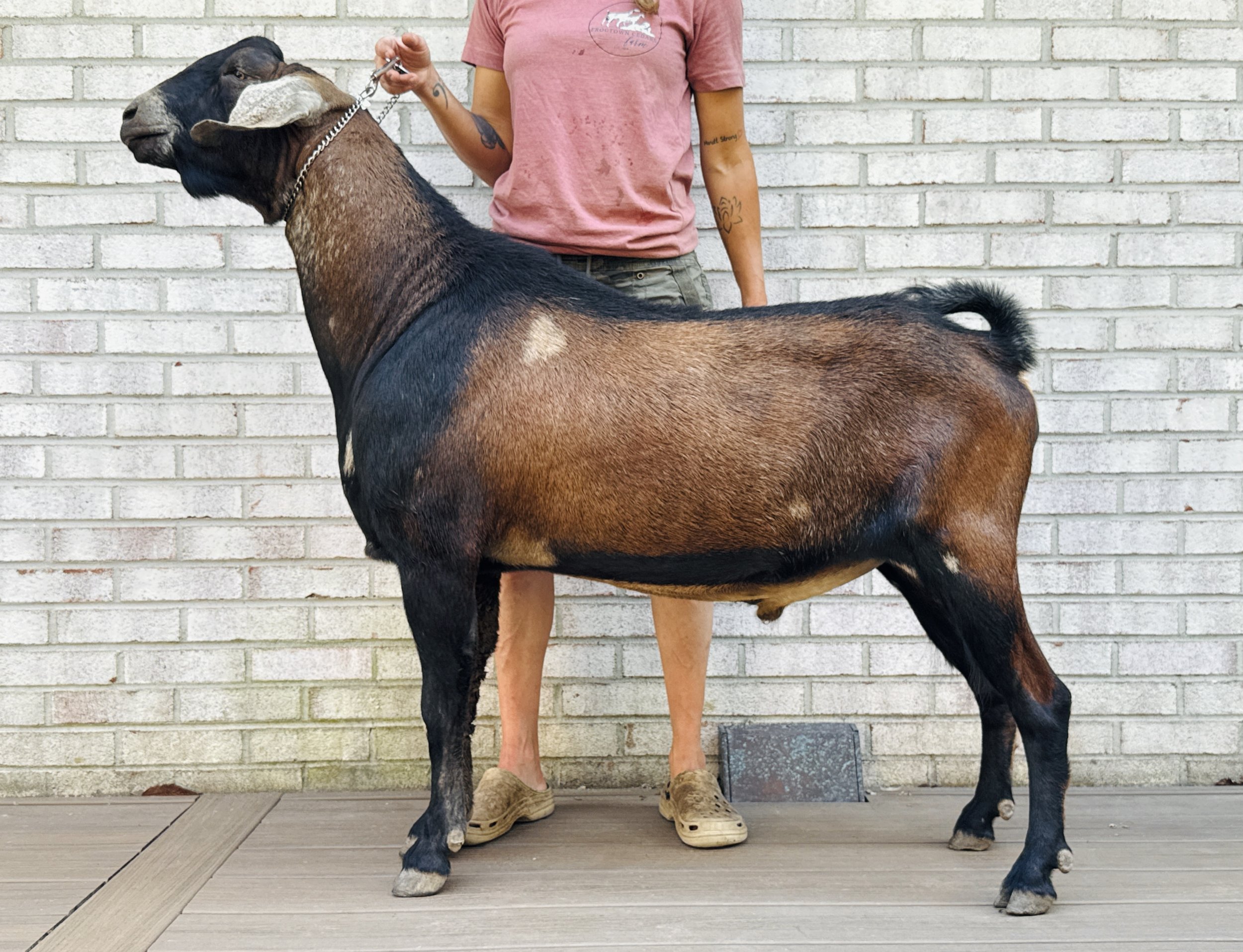 Breeding Plans — Frogtown Cedars Farm, LLC